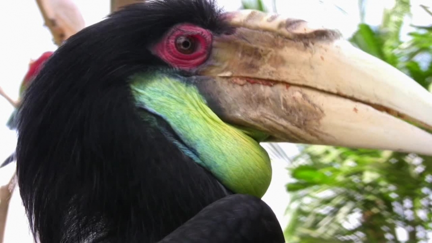 Hornbill closeup bird video