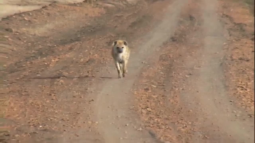 hyena scavenger and hunter on dirt road video