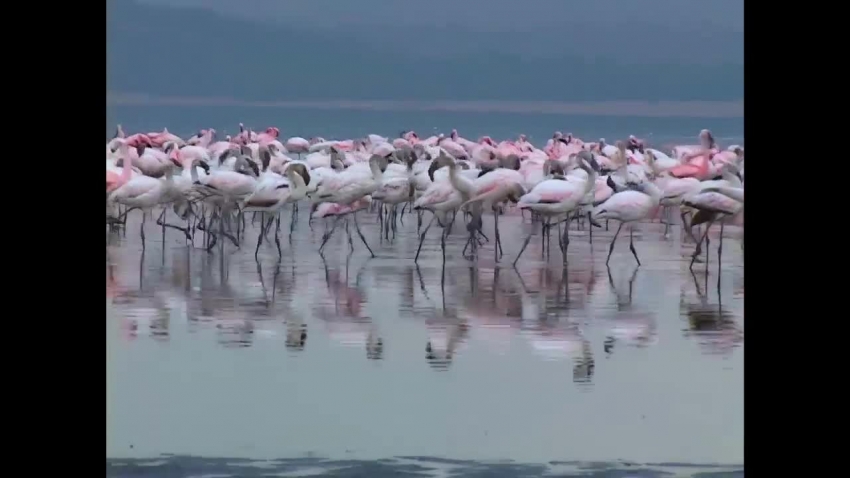 lake nakuru gatherings greater and lesser flamingo video