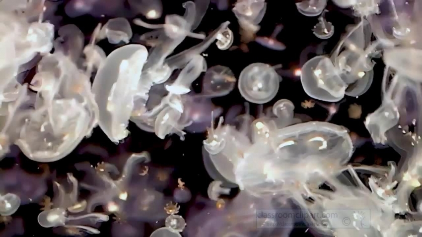 large group of swimming jellyfish video