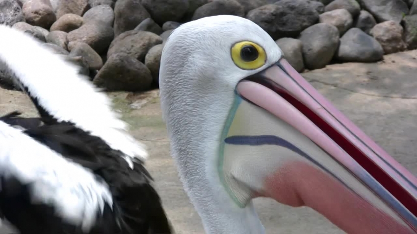large pelican bali indonesia video