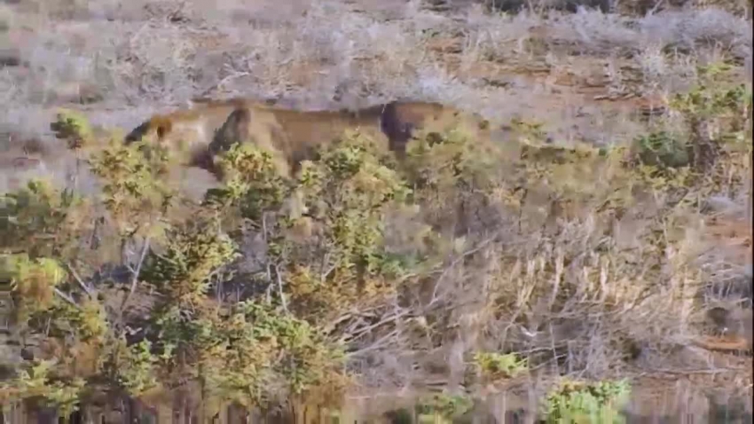 lions hiding in the bushes video