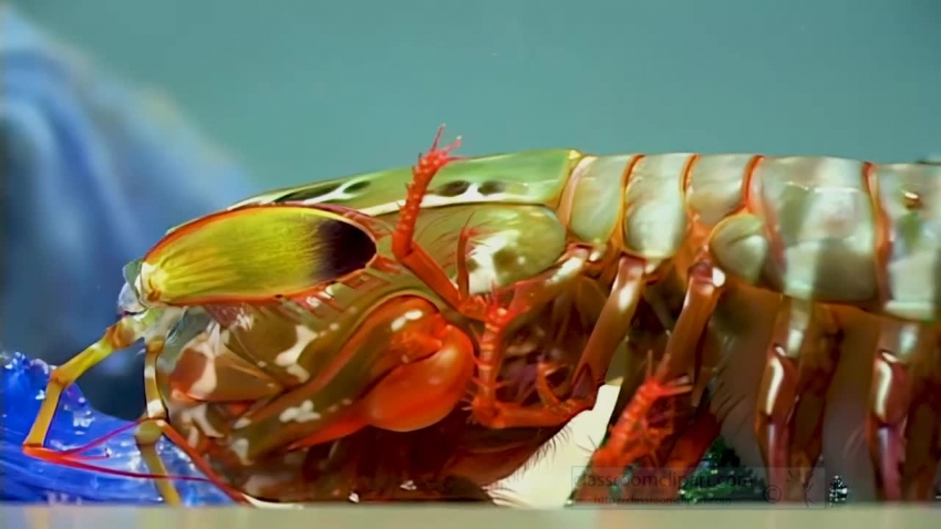 live shrimp underwater sea life video