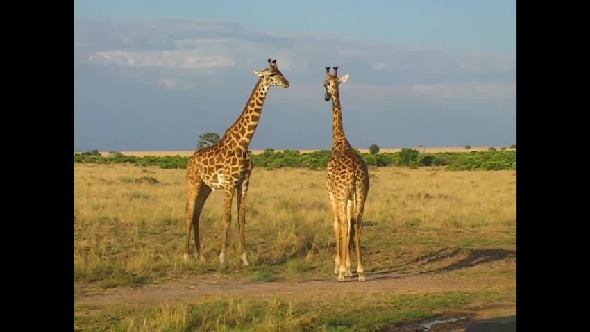 male giraffes twist their necks around each other to test strength video
