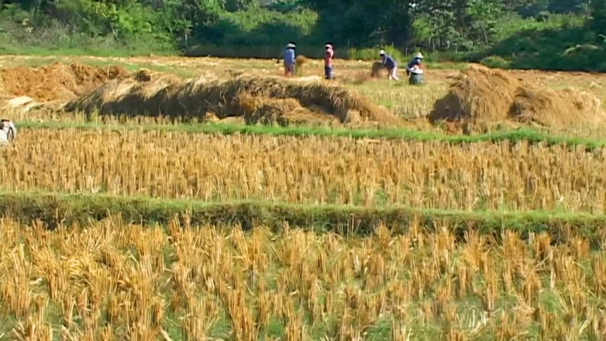 people working rice paddy fields in thailand video