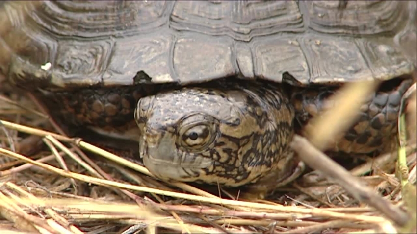 pond turtle video