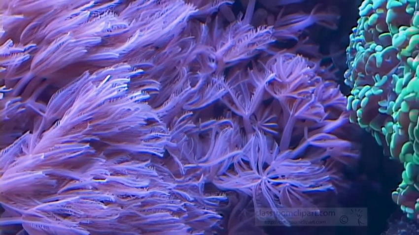 purple coral and sea anemone video
