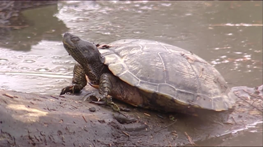 red eared slider turtle video