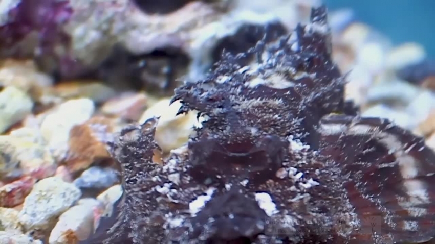 rock fish video