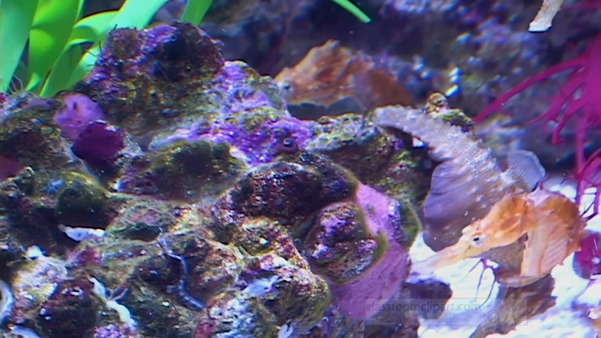 seahorse swimming near rocks video