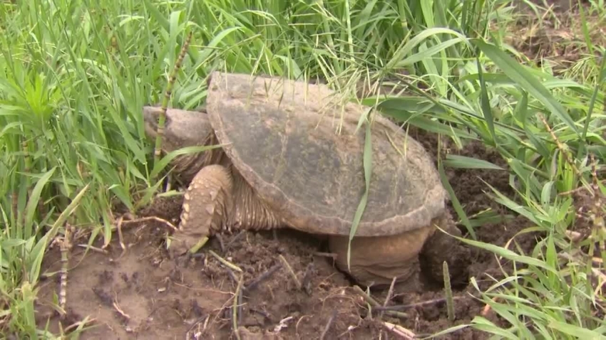 snapping turtle female laying eggs video