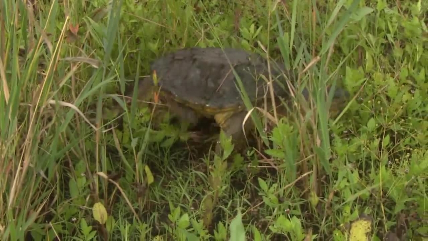 snapping turtle moving through grass video