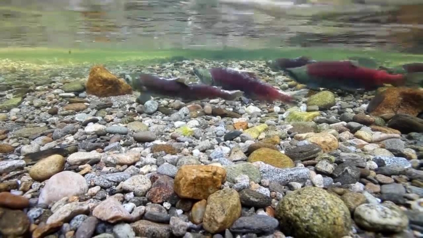 sockeye salmon underwater video alaska 2 video
