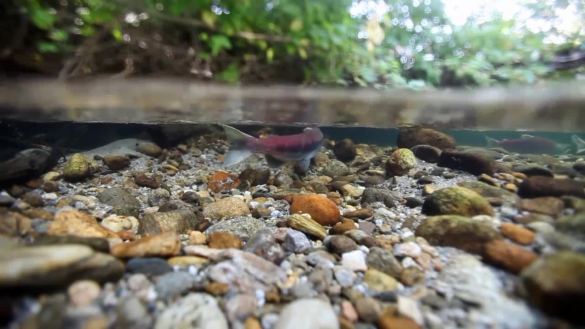sockeye salmon underwater video alaska video