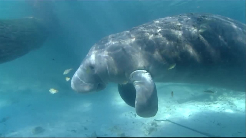 swimming manatees national wildlife refuge video 012