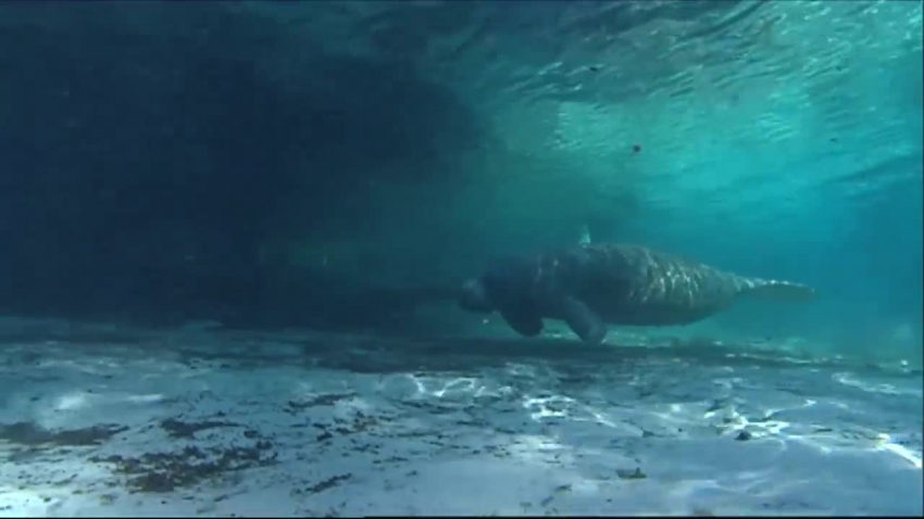 swimming manatees national wildlife refuge video 1