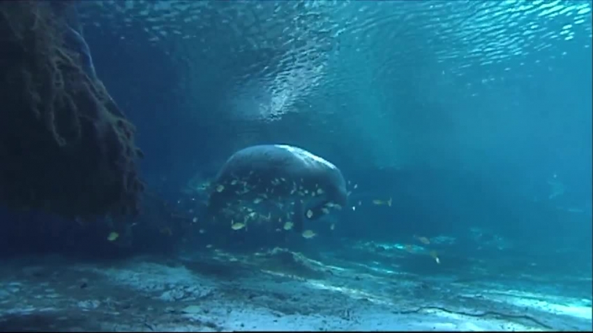 swimming manatees national wildlife refuge video 2