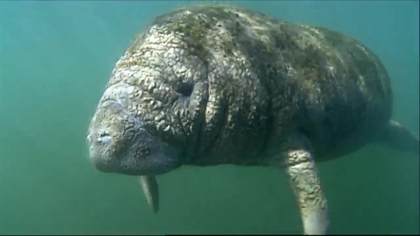 swimming manatees national wildlife refuge video 3