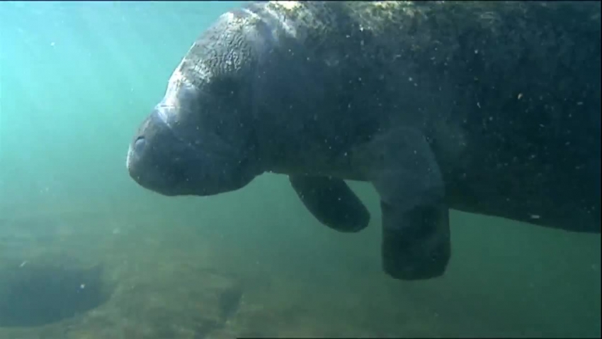 swimming manatees national wildlife refuge video 7
