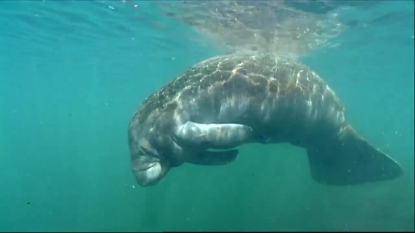swimming manatees national wildlife refuge video 8