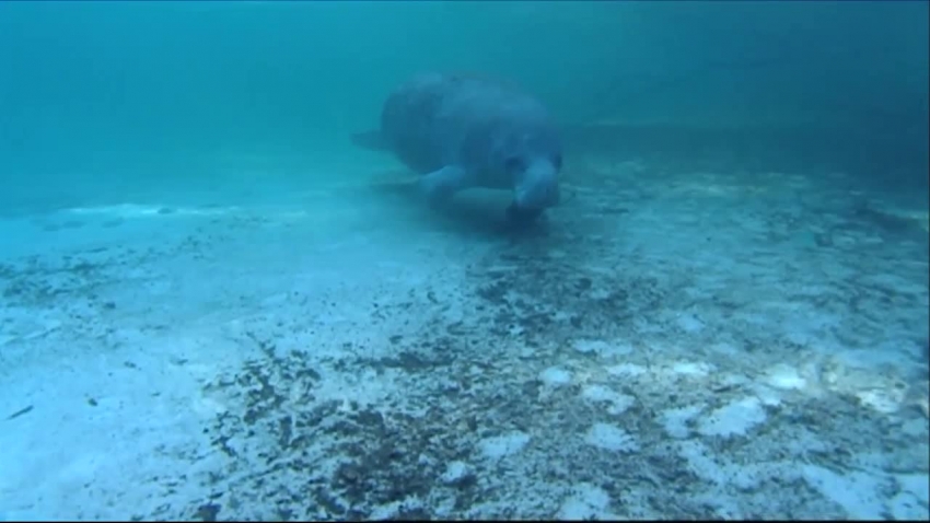 swimming manatees national wildlife refuge video 9