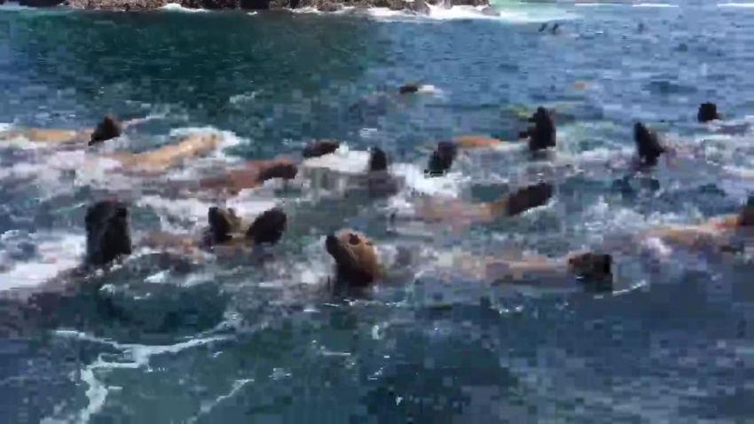 swimming sea lions vid