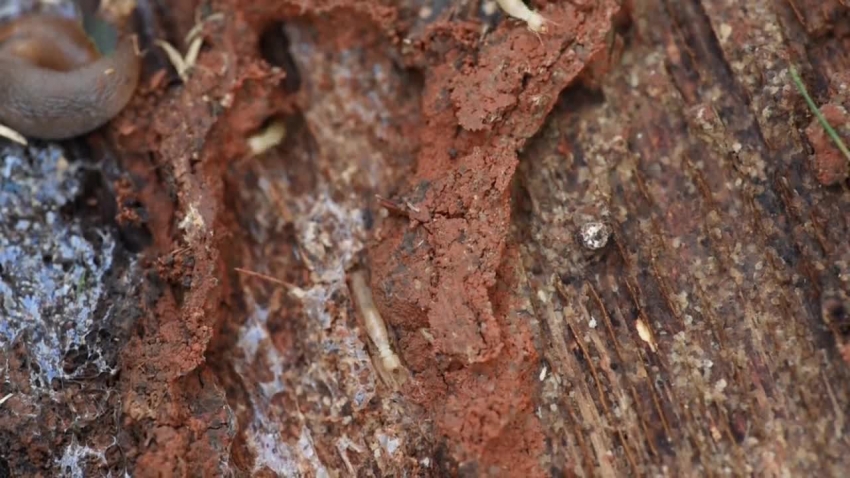 termites crawling on wood video 5812