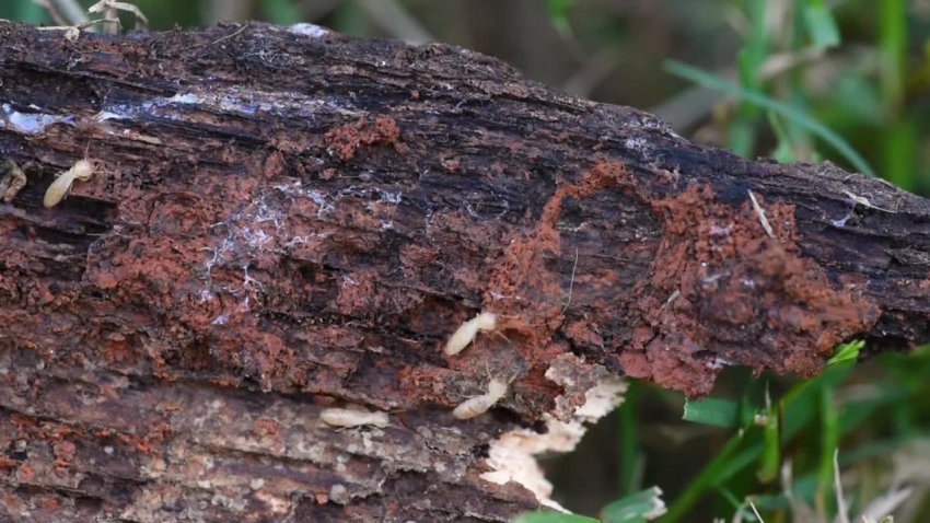 termites crawling on wood video 5819