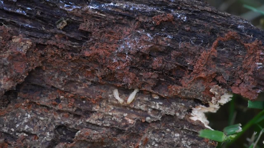 termites crawling on wood video 5849
