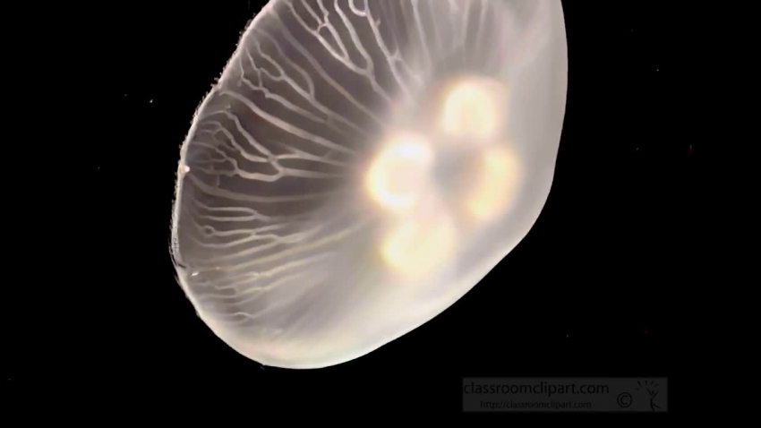 translucent jellyfish swimming video