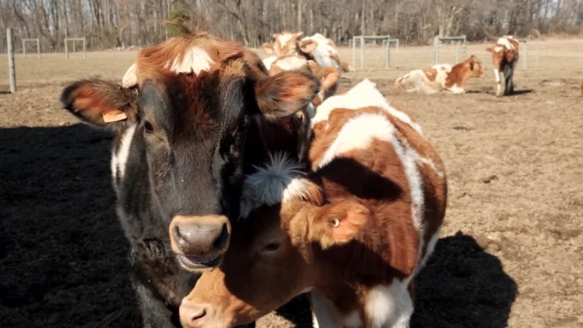 two guernsey cows video