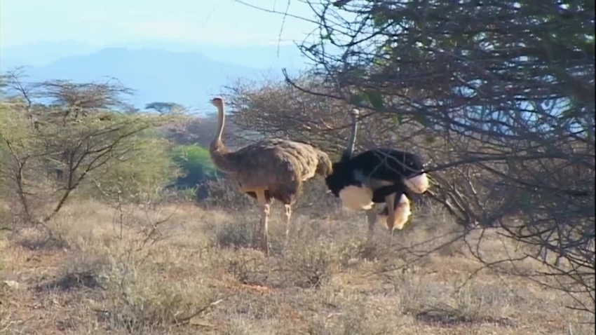 two ostriches in samburu national park video