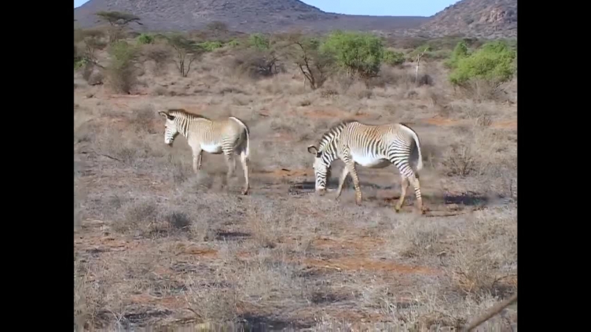 two zebras walking in samburu africa video