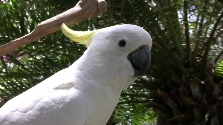 white cockatoo bird Asia video