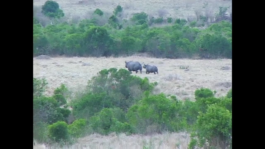 white rhinoceros roaming Africa video