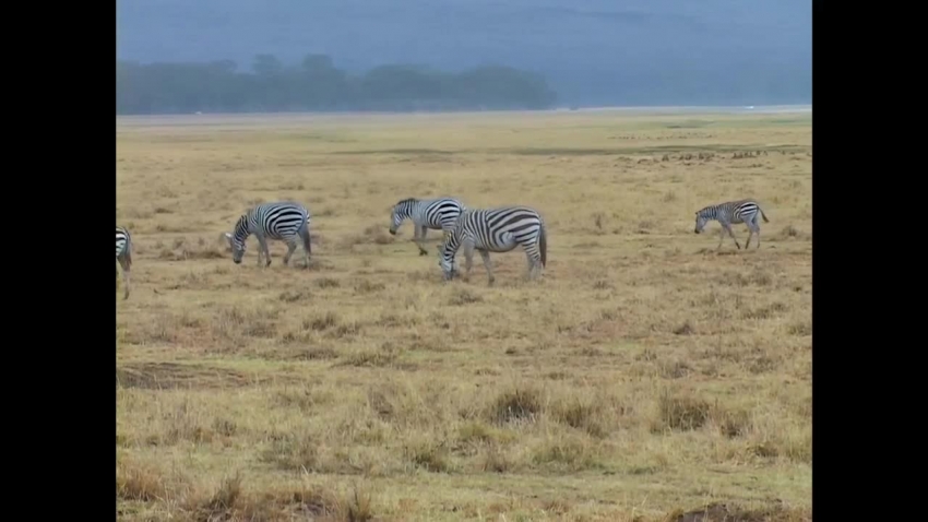 zebras in kenya Africa video