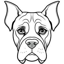  boxer dogs face showing square shaped head