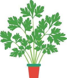  fresh parsley with a clay pot