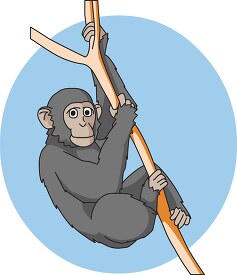 adult chimpanzee in tree clip art