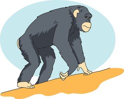 adult chimpanzee walking clip art