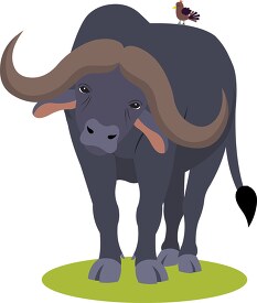 african cape buffalo with bird on its back clipart