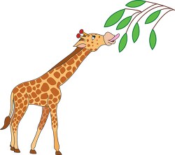 african giraffe standing eating leaves from tree vector clipart