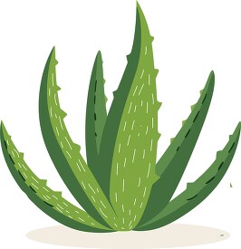 aloe vera plant vector illustration