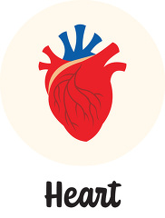 antomy human body heart icon clipart