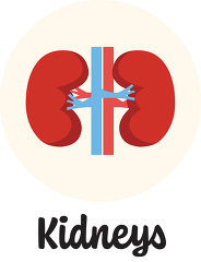 antomy human body kidney icon clipart