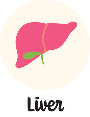 antomy human body liver icon clipart
