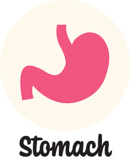 antomy human body stomach icon clipart