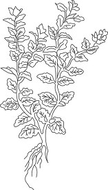 balm herb black white outline clipart