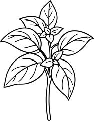 Basil Plant Outline Clipart