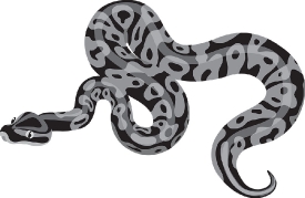 big coiled giant python snake gray color clipart